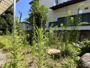 IMG_1799