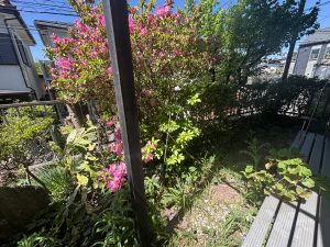 IMG_2526